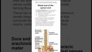 Distal end of the spinal cord