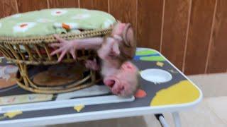 BREAK_HEART Newborn Baby Monkey Cr-y Loud Fall Down Backward On Table
