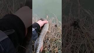 Pike release?