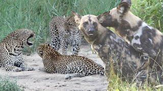 WILD DOGS Mating and a LEOPARD Family Reunion