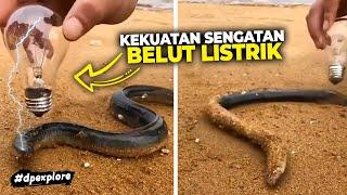 Seberapa Kuat Tegangan Listrik Yang Dihasilkan Belut Listrik?