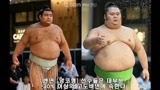 스모 선수가 빨리 죽는 이유 - 스모 선수는 얼마나 뚱뚱할까?