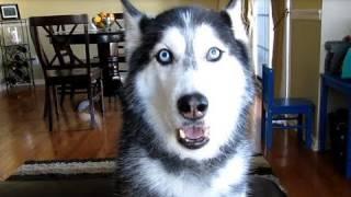 THIS SIBERIAN HUSKY DOG CAN ACTUALLY TALK