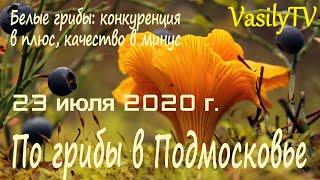 По грибы в Подмосковье 23 июля 2020 гБелые грибы конкуренция в плюс качество в минус