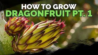 How to Grow Dragon Fruit Part 1  Soil Sun Water Containers and Fertilizing