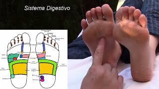  REFLEXOLOGÍA PODAL Localización de todos los sistemas órganos y estructuras corporales