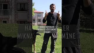 Oyuncağa AŞIK Köpek Yapma Sanatı. #shorts  #dog #köpek #dogs #malinois #dogtraining #köpekegitimi