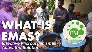 How to Make EMAS Effective Microorganism Activated Solution 2021  Angie Mead King