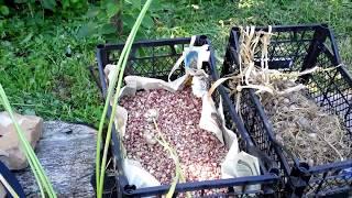 Выращивание чеснока с воздушной бульбочки. Наглядно весь цикл от бульбочки до товарного чеснока