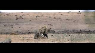 leopard kill crocodille