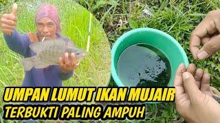 Umpan lumut ikan mujair paling ampuh