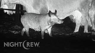 Angry Pig growls at Night Crew