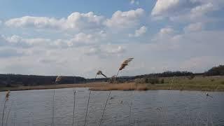 bets and swans pond Ставок