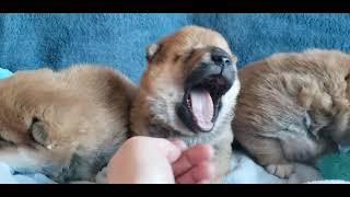 Baby shiba squishy faces and yawns