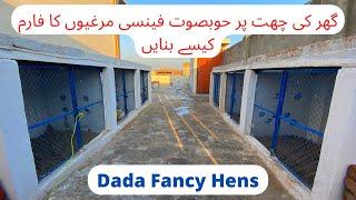 Fancy Hens cage setup  Aseel cage setup  Cage Size