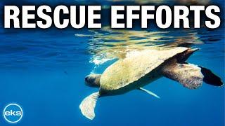 Saving a Life Tagging and Releasing an Endangered Sea Turtle