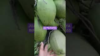 Jual bibit Kelapa Hibrida