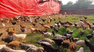Free Range Chicken Farming in Pakistan  Golden Misri Hen Farming in Pakistan  Desi Murgi Farming