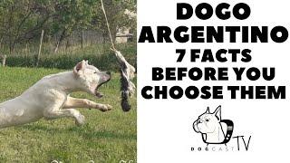 Before you buy a dog - DOGO ARGENTINO - 7 facts to consider  DogCastTV