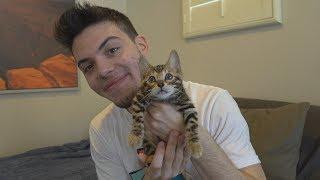 THE NEW FAZE HOUSE PET $3000 KITTEN