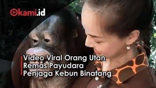 Video Lucu  Orang Utan Lakukan Ini kepada Penjaga Kebun Binatang