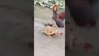 cock vs partridge  مرغ کی تیتر سے لڑائی #birdslover #blackfrancolin #greyfrancolin