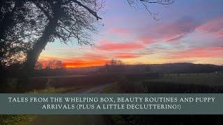 Tales From The Whelping Box Beauty Routines And Puppy Arrivals Plus A Little Decluttering