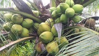 Coconut Crops  Coconut Tree  Coconut Fruits