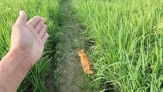 VIRAL KUCING OREN BISA PAHAM 7 METER DI DEPAN BELOK KANAN