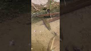 Teknik Unik Menangkap Ikan Belut