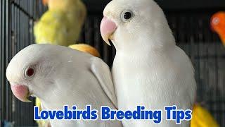 Lovebirds Breeding Tips  Why Lovebirds not laying Eggs 