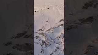 Muskox on a cliff edge  #wildlifephotography #wildlife #nature #muskox #dovre #norway