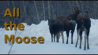 All the moose are on my driveway...