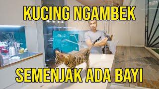 KUCING NGAMBEK SEMENJAK ADA BAYI 