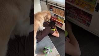 Cleaning with a dog… who can relate?