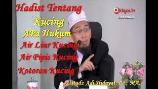 Apa Hukum Air Liur Kucing Air Kencing Kucing Kotoran Kucing Ustadz Adi Hidayat Lc. MA.