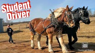 Justin Is Learning How To Drive  Draft Horses