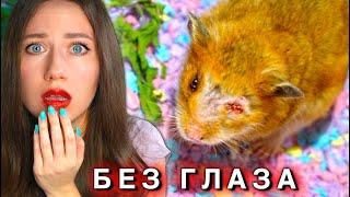 ПОСЛЕДНИЕ ДНИ ХОМЯКА БЕЗ ГЛАЗА - ОПЕРАЦИЯ и УКОЛЫ  Elli Di Pets