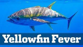 Exciting Yellowfin Tuna Action - Florida Sport Fishing TV - Chunking Trolling Sharks