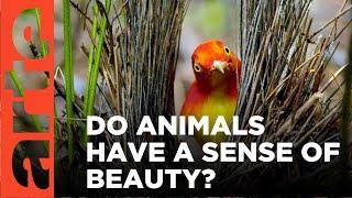 Do Animals Appreciate Beauty?  ARTE.tv Documentary