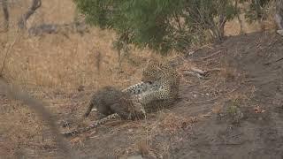 Leopard Attacks Hyena Defending Its Cub Orpen Gate Kruger National Park