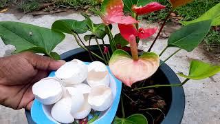 Anthurium Plant Care