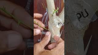 tutorial grafting bougenville plant