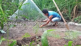 perangkap burung ruak-ruak