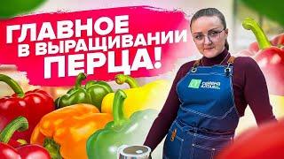 ВСЕ ЧТО НУЖНО ЗНАТЬ О ВЫРАЩИВАНИИ ПЕРЦА Как посеять сладкий перец