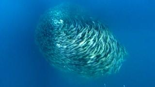 Amazing Fish Form Giant Ball to Scare Predators  Blue Planet  BBC Earth