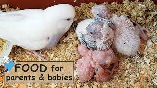 Food for budgies after hatching eggs   Guide