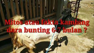 Usia Kebuntingan Kambing Dara