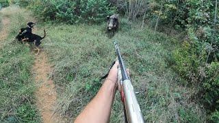 Κυνηγι αγριογουρουνου Wild boar hunting2022-23
