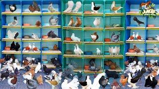 World Biggest and Beautiful Fancy Pigeon Farm  Top Quality Fancy Pigeon Setup  Fancy Kabootar Farm